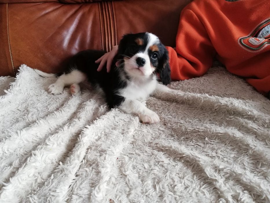 Cavalier King Charles Spaniel