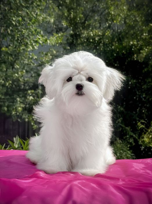 Дівчинка мальтезе