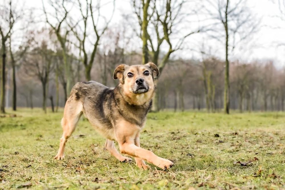 Nieśmiała sunia też chciałaby zostać pokochaną!