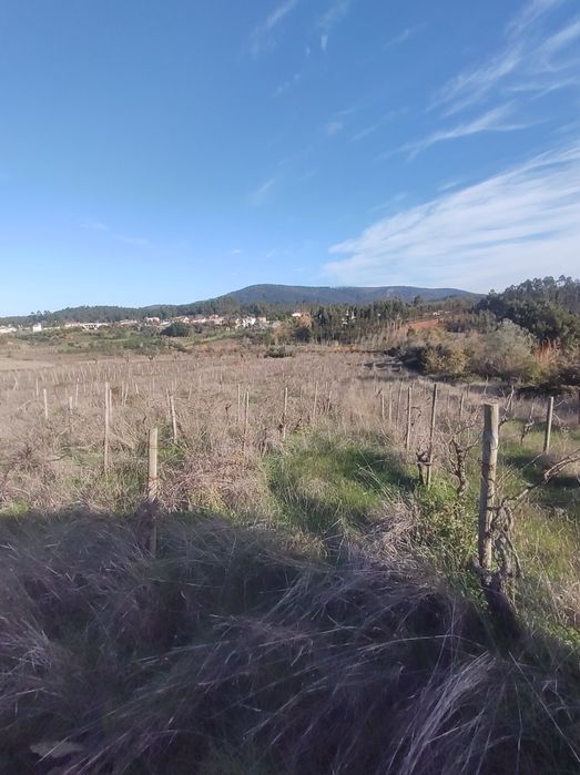Vinha abandonada na bairrada