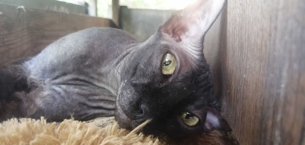 Кошенята вiд донського сфiнкса · Котята от донского сфинкса · Sphynx