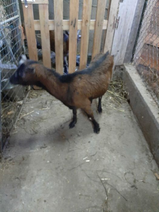 Cabras anas vendo!!!