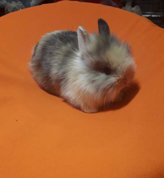 Декоративні кролики,  декоративний кролик.