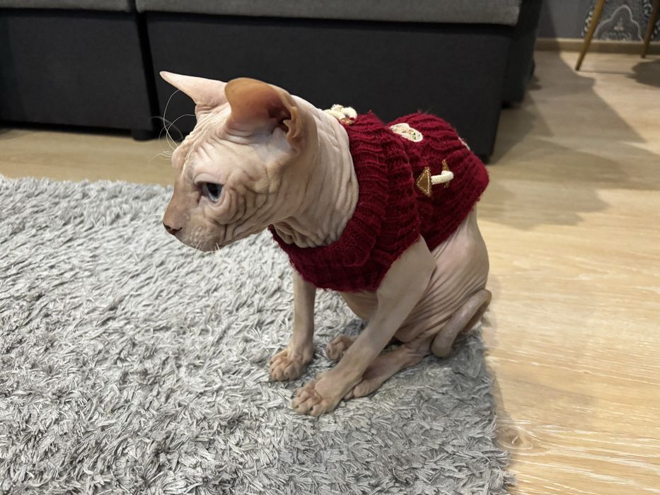 Одяг светрик для котика