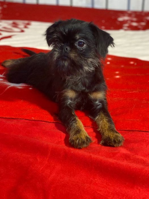 Бельгійськи гріффони