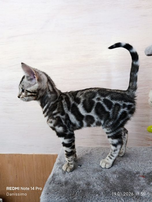 Бенгальск кошеня срібло, bengal silver