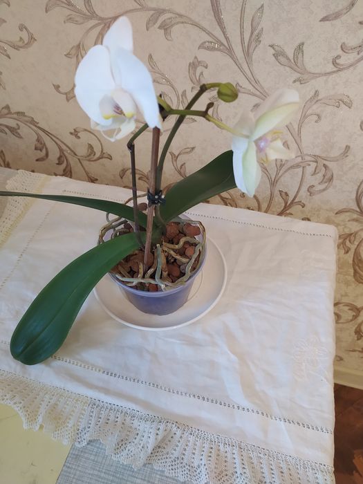 Продам дві орхідеї.