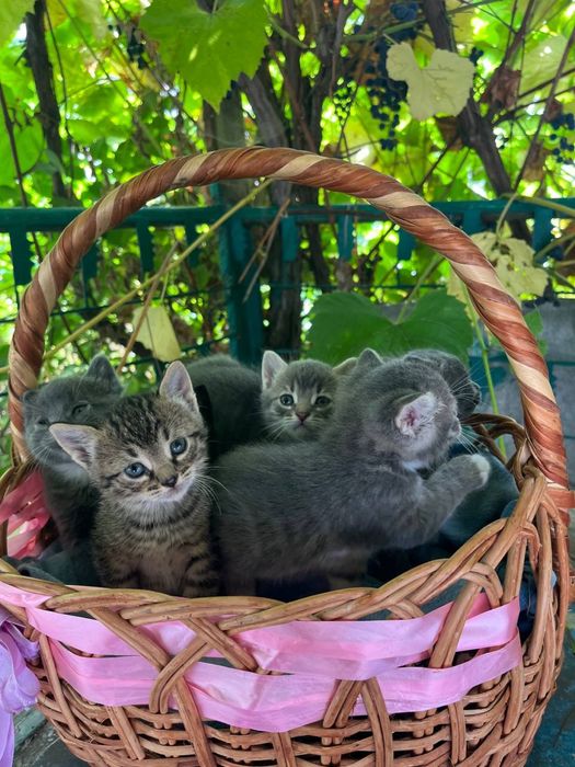 Котики муркотики