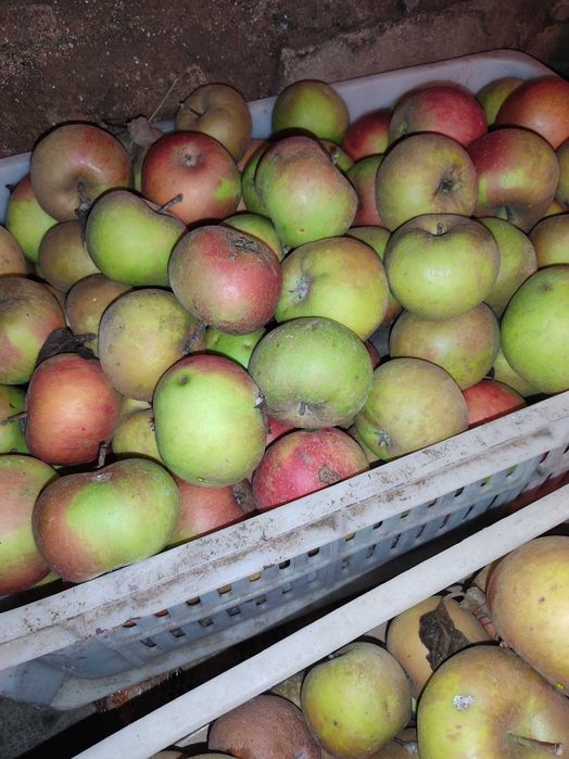 Jabłka szara reneta paczka 15 kg lub inna ilość
