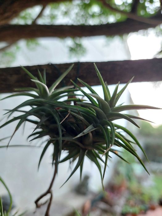 Tillandsia latifolia - Planta aérea