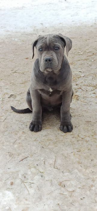 Кане -Корсо Хлопчик