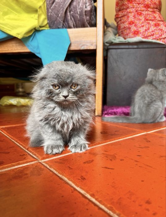 Gatos scottish