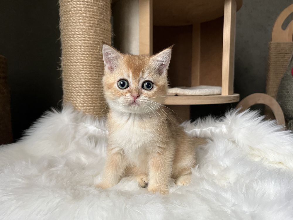Золота шиншила: 500 € - Коти Київ на Olx