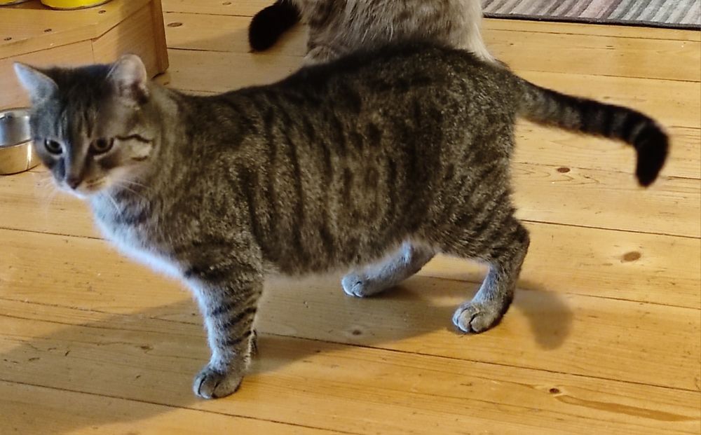 ZAGINĄŁ Zgubiła się Kotka Maddy