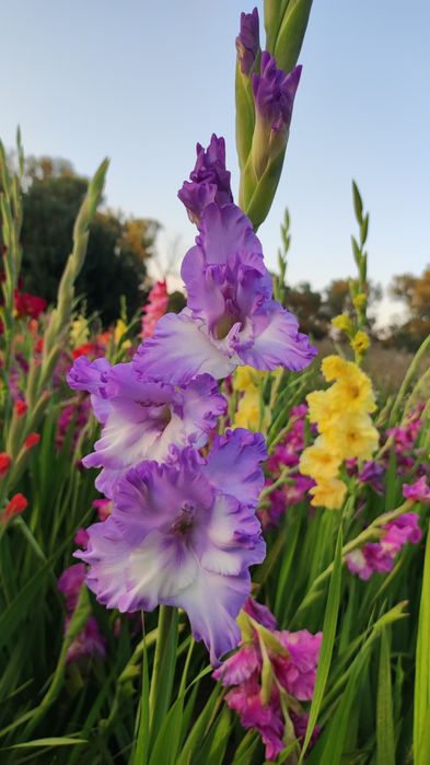 Гладиолусы сортовые,смесь сортов,