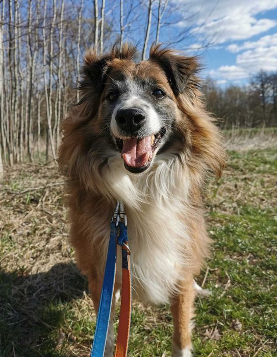 Mandu czeka na dom...