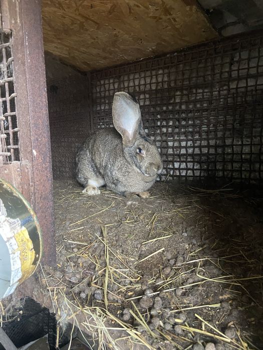 Кролі бельгійчькій фландер