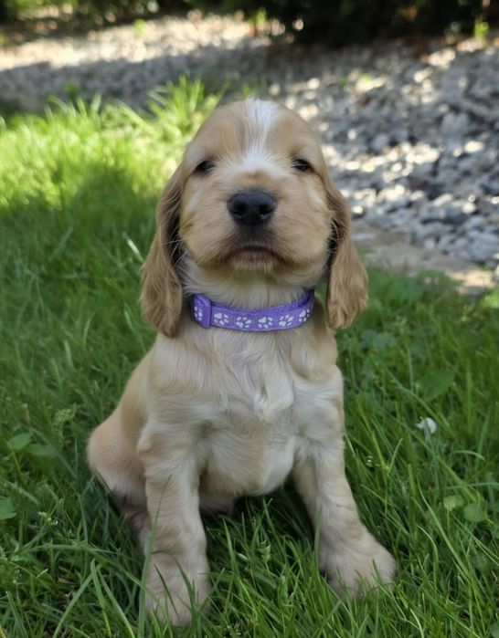 Ostatnia suczka cocker spaniel