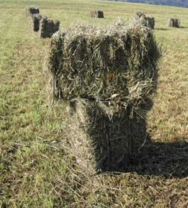 Siano 2025 dla królików zwierząt bez chemii