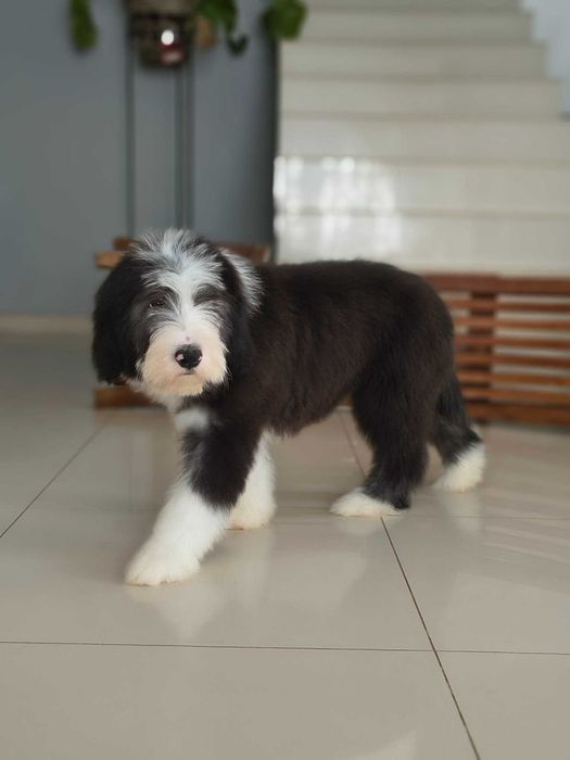 Szczenię rasy Bearded collie FCI