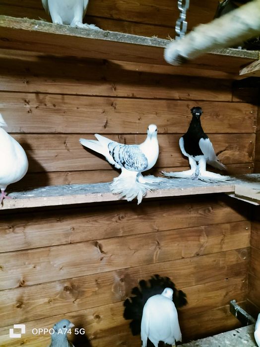 Gołębie saksońskie