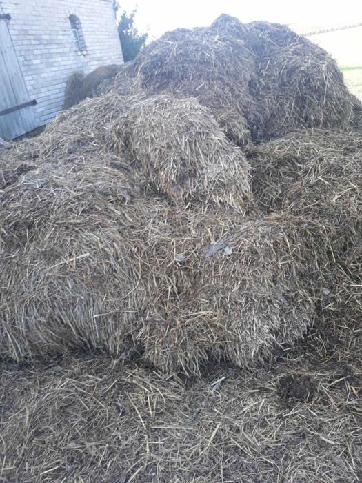 Sprzedam Gnój koński