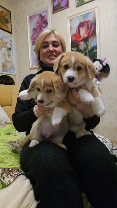 Корги милашки с документами КСУ