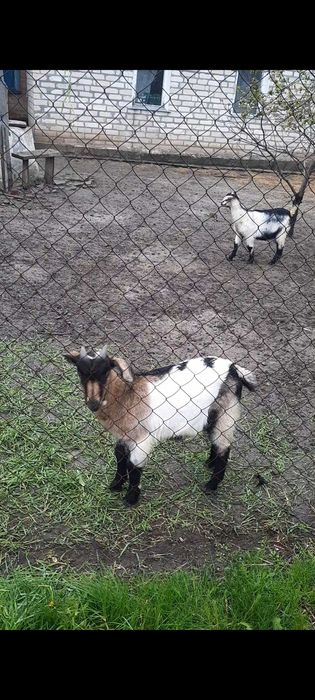 Продаю козлят, 2месяца , 2 козочки и 1 козёл