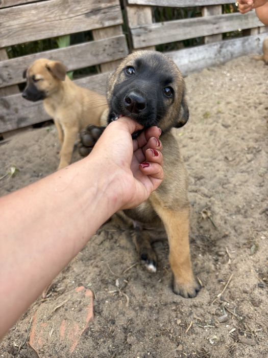 Bebés para adocão