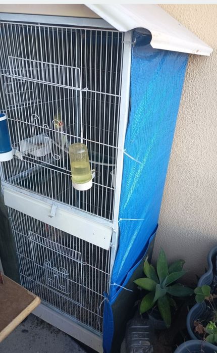 casal de caturras com viveiro