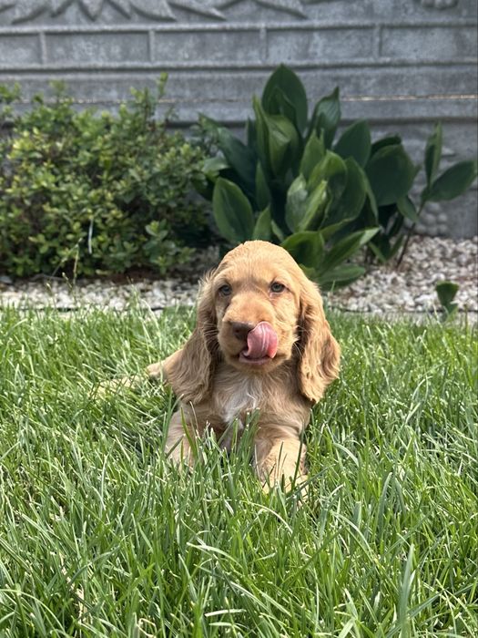 Szczeniak Cocker Spaniel Angielski - Chłopiec