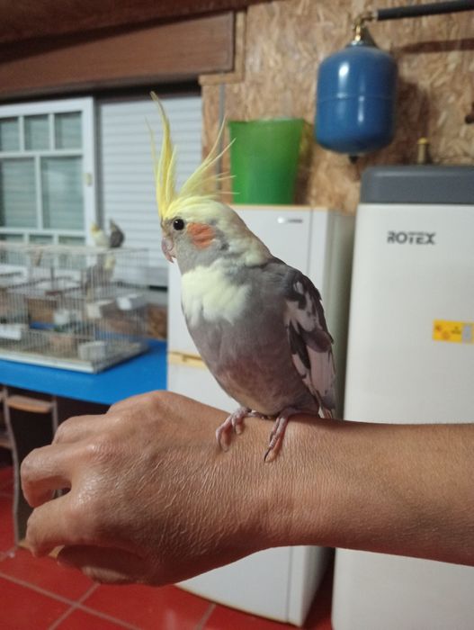 Caturras domesticadas