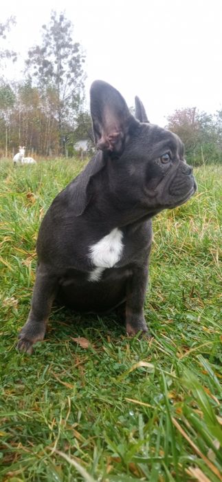 Французькі аристократки