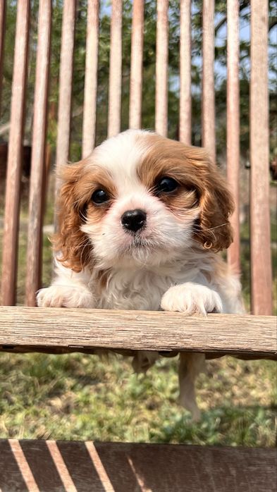 Щенки Кавалер Кинг Чарльз Спаниель