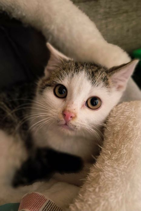 Malutki kocurek Tulinek czeka na dom