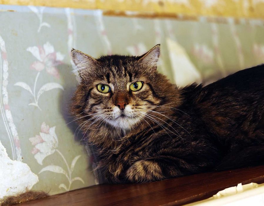 Шикарний кіт Лукас 2роки у пошках сім’ї, стерилізований