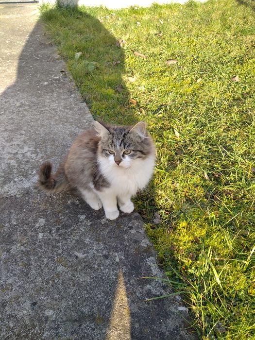 Віддам кошеня в добрі руки хлопчик 2 міс.