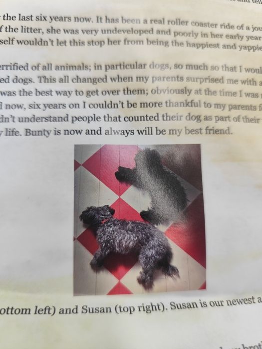 Nowa mata ochronna do auta dla psa • duża • z zamkiem i kieszenią