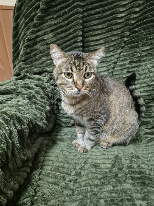 Сумний, великий добряк котикБоря, спокійний, мудрий!БО"ДоброКіт"