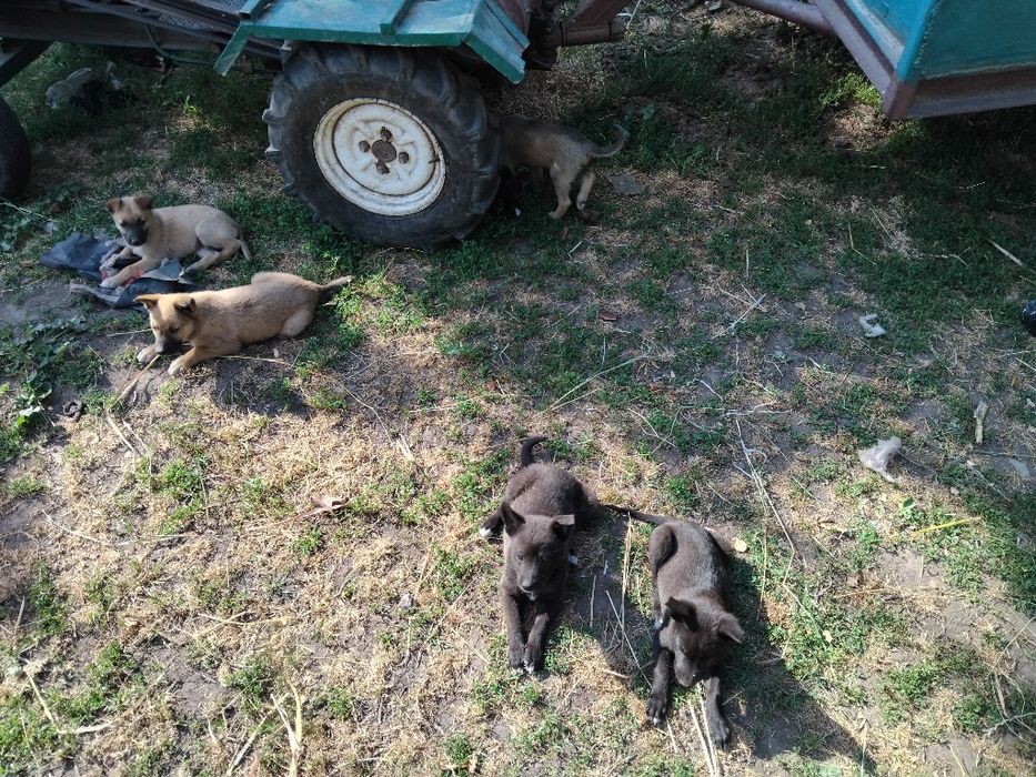 Віддам у добрі руки песиків мама Малінуа тато невідомий