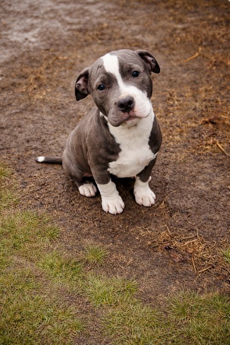 Piesek amstaff blue