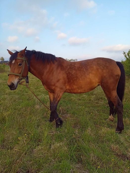 Продам молоду кобилу