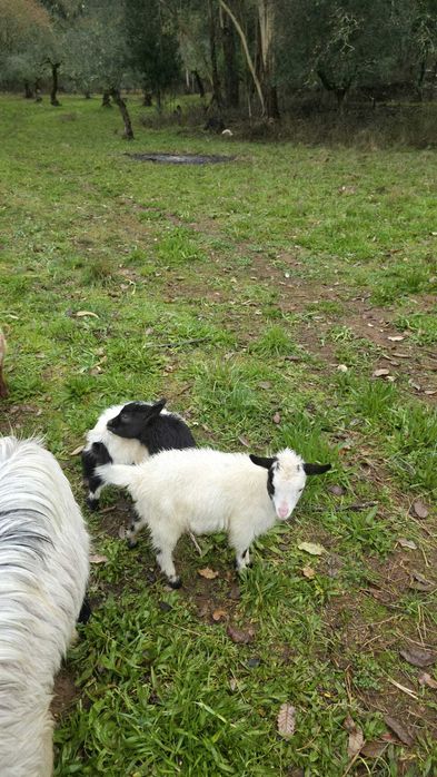 Reserva cabritos anões