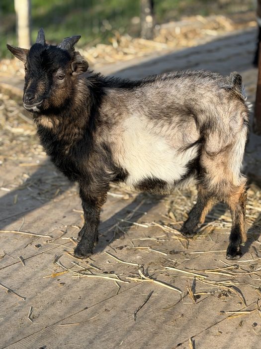 Capek Miniaturka Dyzio  na sprzedaż