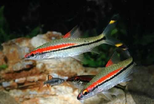 GB Brzanka Denisona - dowóz ryb!