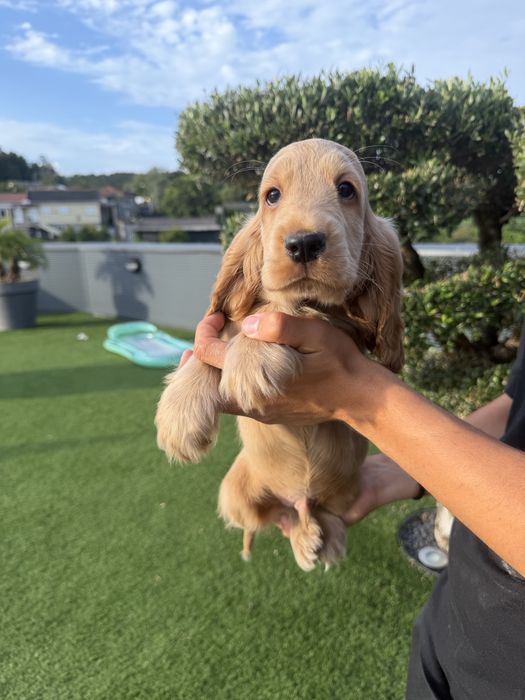 Cocker menino  lindo