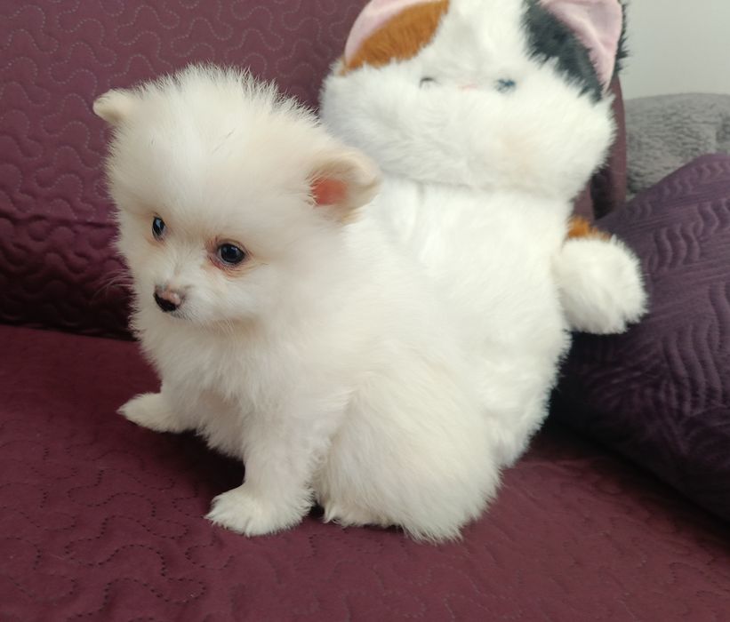 Szpic miniaturowy Pomeranian z rodowodem chłopiec