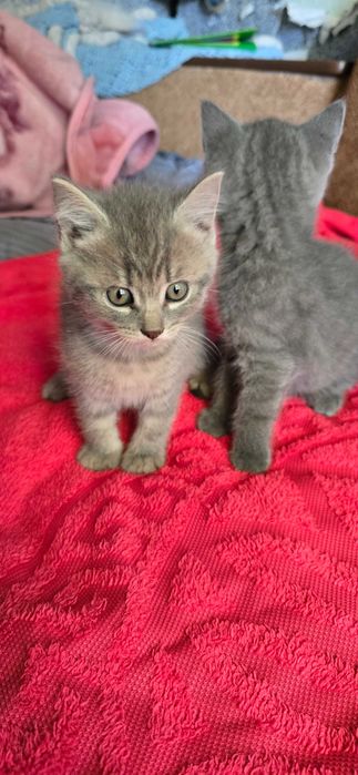Котята  дуже грайливі