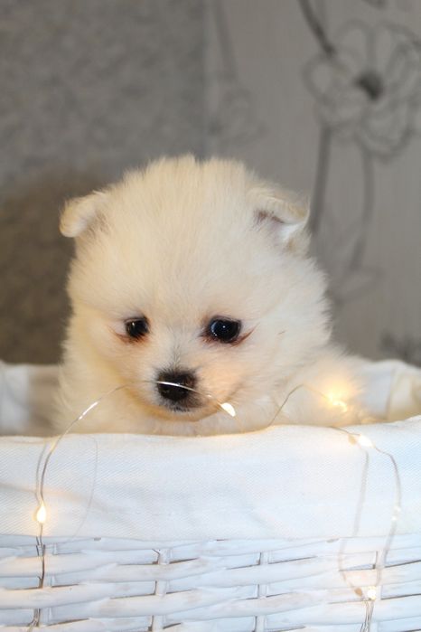 Супер міні шпіцулі