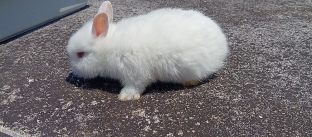 Descubra a Magia dos Coelhos Anões!